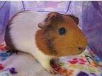 Luna, Guinea Pig For Adoption In Oceanside, California