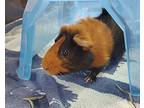 Grace, Guinea Pig For Adoption In Oceanside, California