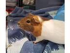 Sol, Guinea Pig For Adoption In Oceanside, California