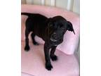 Dawson, Labrador Retriever For Adoption In Conway, Arkansas