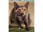 Adopt Anis a Domestic Short Hair