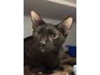 Adopt Fern a Domestic Short Hair