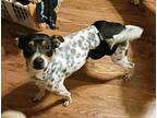 Ollie Wilber, Jack Russell Terrier For Adoption In Okc, Oklahoma