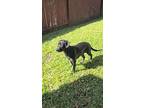Billie, Terrier (unknown Type, Small) For Adoption In Bullard, Texas