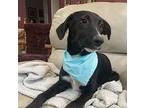 Avery - A-pup Litter, Labrador Retriever For Adoption In Horn Lake, Pennsylvania