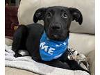 Andy - A-pup Litter, Labrador Retriever For Adoption In Horn Lake, Pennsylvania