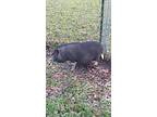 Boots, Pig (potbellied) For Adoption In Walker, Louisiana