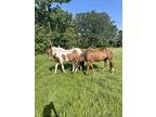 Ceejay, Quarterhorse For Adoption In Walker, Louisiana