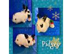 Pidgey, Lionhead For Adoption In San Jose, California