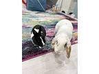 Snowball, Lop-eared For Adoption In San Jose, California