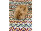 Fudge, Lionhead For Adoption In San Jose, California