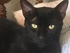 Baron, Domestic Shorthair For Adoption In Bear, Delaware