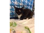 Scarlett, Domestic Shorthair For Adoption In San Diego, California