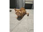 Tiger, Domestic Shorthair For Adoption In Elmwood Park, New Jersey