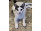 Titan A, Domestic Shorthair For Adoption In Rosenberg, Texas