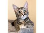 Nebula, Domestic Shorthair For Adoption In Mira Loma, California