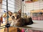 Daisy, Domestic Shorthair For Adoption In Millersville, Maryland
