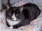 May, Domestic Shorthair For Adoption In Elmwood Park, New Jersey