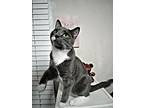Ross, Domestic Shorthair For Adoption In San Diego, California