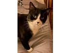 Baxter, Domestic Shorthair For Adoption In San Diego, California