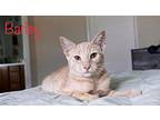 Barley, Domestic Shorthair For Adoption In Mira Loma, California