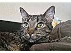 Tilly, Domestic Shorthair For Adoption In San Diego, California