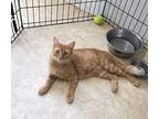 Flo, Domestic Mediumhair For Adoption In Walker, Louisiana