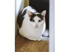 Uno, Domestic Shorthair For Adoption In Mira Loma, California