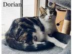 Dorian, Domestic Shorthair For Adoption In Mira Loma, California