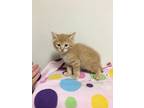 Peach, Domestic Shorthair For Adoption In Walker, Louisiana