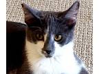 Ruby, Domestic Shorthair For Adoption In Lake Forest, California