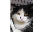Patrick, Domestic Shorthair For Adoption In Belvidere, New Jersey