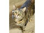 Brandie, Domestic Shorthair For Adoption In Mira Loma, California