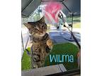 Wilma, Domestic Shorthair For Adoption In Ocala, Florida