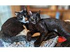 Carly & Simon - Teen Pair, Domestic Shorthair For Adoption In Hillsboro, Oregon