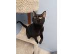 Midnight, Domestic Shorthair For Adoption In Brick, New Jersey