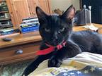 Apollo Bonded With Baby Too, Domestic Shorthair For Adoption In Lake Forest