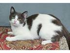 Bobbi, Domestic Shorthair For Adoption In Elmwood Park, New Jersey