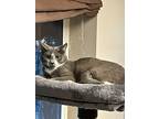 Cyrus, Russian Blue For Adoption In Mira Loma, California