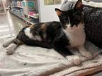 Petal M, Domestic Shorthair For Adoption In Rosenberg, Texas