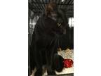 Sage And Wicket, Domestic Shorthair For Adoption In Bear, Delaware