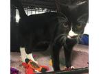 Young Buttons, Domestic Shorthair For Adoption In Bear, Delaware