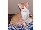 Luke, Domestic Shorthair For Adoption In Elmwood Park, New Jersey