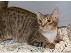 Yoshi, Domestic Shorthair For Adoption In Elmwood Park, New Jersey