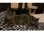 Howie And Wonka, Domestic Shorthair For Adoption In Bear, Delaware