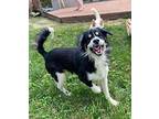 Sir Edward, Sheltie, Shetland Sheepdog For Adoption In Millersville, Maryland