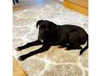 Bosley, Labrador Retriever For Adoption In Matawan, New Jersey