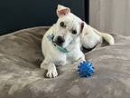 Maya, Labrador Retriever For Adoption In Huntington, New York