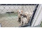 Sweet Pea, Maremma Sheepdog For Adoption In Crestview, Florida