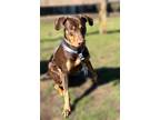 Quito, Doberman Pinscher For Adoption In Grand Prairie, Texas